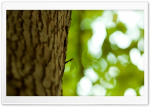 Bark Ultra HD Wallpaper for 4K UHD Widescreen desktop, tablet & smartphone