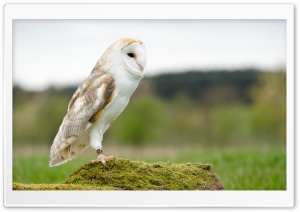 Barn Owl Ultra HD Wallpaper for 4K UHD Widescreen desktop, tablet & smartphone