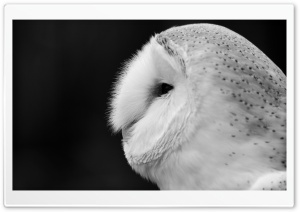 Barn Owl Black And White Ultra HD Wallpaper for 4K UHD Widescreen desktop, tablet & smartphone