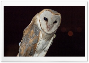 Barn Owl Night Time Ultra HD Wallpaper for 4K UHD Widescreen desktop, tablet & smartphone