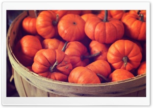 Basket Full Of Pumpkins Ultra HD Wallpaper for 4K UHD Widescreen desktop, tablet & smartphone