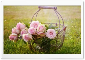 Basket of Pink Roses Ultra HD Wallpaper for 4K UHD Widescreen desktop, tablet & smartphone