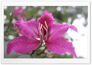Bauhinia, Orchid Tree Flower Ultra HD Wallpaper for 4K UHD Widescreen desktop, tablet & smartphone