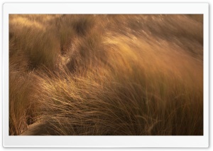 Beach Grass, Wind Ultra HD Wallpaper for 4K UHD Widescreen desktop, tablet & smartphone