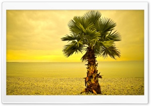Beach Palm Tree Ultra HD Wallpaper for 4K UHD Widescreen desktop, tablet & smartphone
