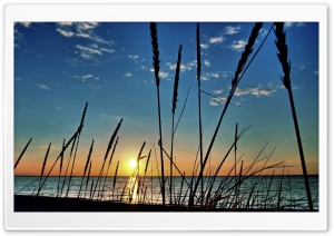 Beachgrass Ultra HD Wallpaper for 4K UHD Widescreen desktop, tablet & smartphone