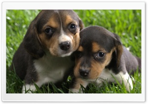 Beagle Puppies Ultra HD Wallpaper for 4K UHD Widescreen desktop, tablet & smartphone