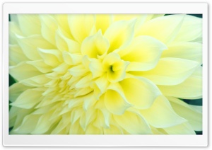 Beaming Flower Ultra HD Wallpaper for 4K UHD Widescreen desktop, tablet & smartphone