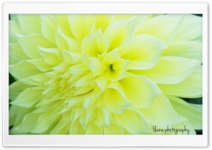 Beaming Flower 2 Ultra HD Wallpaper for 4K UHD Widescreen desktop, tablet & smartphone