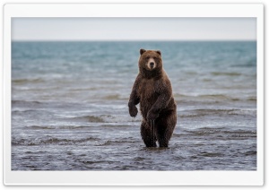 Bear Ultra HD Wallpaper for 4K UHD Widescreen desktop, tablet & smartphone