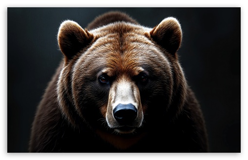 Bear Portrait UltraHD Wallpaper for UHD 16:9 ; HD 16:9 ; Widescreen 16:10 5:3 ; Fullscreen 4:3 5:4 3:2 ; Tablet 1:1 ;