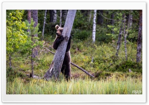 Bear Standing Up, Scratching, Brown Bear, Wildlife, Nature 4K UHD Wallpaper for Widescreen and UltraWide Desktop, UltraHD TV, Smartphone, Tablet
