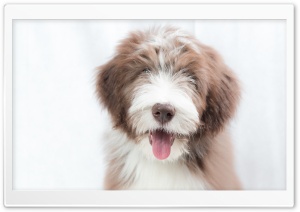 Bearded Collie Puppy, Dog Ultra HD Wallpaper for 4K UHD Widescreen desktop, tablet & smartphone