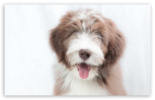 Bearded Collie Puppy, Dog UltraHD Wallpaper for UHD 16:9 ; HD 16:9 ; Widescreen 16:10 5:3 ; Fullscreen 4:3 5:4 3:2 ; Tablet 1:1 ; Mobile 9:16 2:3 3:5 3:4 ;