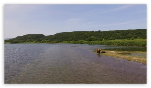Bears on the river UltraHD Wallpaper for HD 16:9 ;