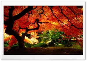 Beautiful Autumn Ultra HD Wallpaper for 4K UHD Widescreen desktop, tablet & smartphone