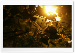 Beautiful Autumn Afternoon Ultra HD Wallpaper for 4K UHD Widescreen desktop, tablet & smartphone