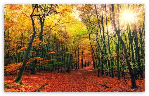 HD wallpaper: ultra hd 8k resolution 7680x4320 natures sunshine, autumn
