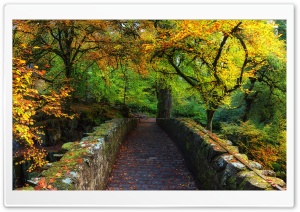 Beautiful Autumn Cover Photo Ultra HD Wallpaper for 4K UHD Widescreen desktop, tablet & smartphone