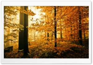 Beautiful Autumn Foliage Ultra HD Wallpaper for 4K UHD Widescreen desktop, tablet & smartphone