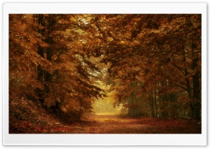Beautiful Autumn Forest Path Ultra HD Wallpaper for 4K UHD Widescreen desktop, tablet & smartphone