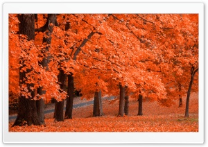Beautiful Autumn Leafage Ultra HD Wallpaper for 4K UHD Widescreen desktop, tablet & smartphone
