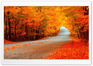 Beautiful Autumn Orange Trees, Road Ultra HD Wallpaper for 4K UHD Widescreen desktop, tablet & smartphone