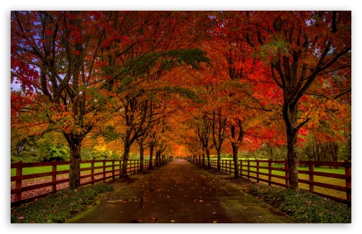 Beautiful Autumn Trees That Turn Red, Countryside Road UltraHD Wallpaper for UHD 16:9 2160p 1440p 1080p 900p 720p ; 8K UHD TV 16:9 Ultra High Definition 2160p 1440p 1080p 900p 720p ; UltraWide 21:9 24:10 32:9 32:10 ; Widescreen 16:10 5:3 WHXGA WQXGA WUXGA WXGA WGA ; Fullscreen 4:3 5:4 3:2 UXGA XGA SVGA QSXGA SXGA DVGA HVGA HQVGA ( Apple PowerBook G4 iPhone 4 3G 3GS iPod Touch ) ; Tablet 1:1 ; Mobile 9:16 9:19.5 9:20 9:21 9:22 10:16 2:3 3:5 3:4 - ; Dual 16:10 5:3 16:9 4:3 5:4 3:2 WHXGA WQXGA WUXGA WXGA WGA 2160p 1440p 1080p 900p 720p UXGA XGA SVGA QSXGA SXGA DVGA HVGA HQVGA ( Apple PowerBook G4 iPhone 4 3G 3GS iPod Touch ) ;