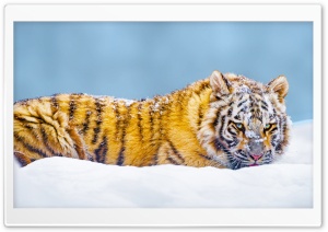 Beautiful Bengal Tiger in Snow, Winter 4K UHD Wallpaper for Widescreen and UltraWide Desktop, UltraHD TV, Smartphone, Tablet