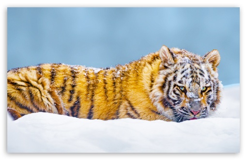 Beautiful Bengal Tiger in Snow, Winter UltraHD Wallpaper for UHD 16:9 ; HD 16:9 ; UltraWide 21:9 24:10 32:9 32:10 ; Widescreen 16:10 5:3 ; Fullscreen 4:3 5:4 3:2 ; Tablet 1:1 ; Mobile 9:16 9:19.5 9:20 9:21 9:22 10:16 2:3 3:5 3:4 ; Dual 16:10 5:3 16:9 4:3 5:4 3:2 ;