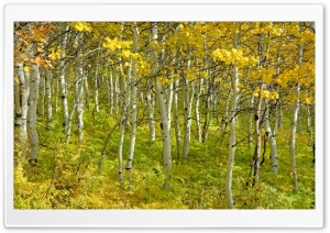 Beautiful Birch Forest Ultra HD Wallpaper for 4K UHD Widescreen desktop, tablet & smartphone