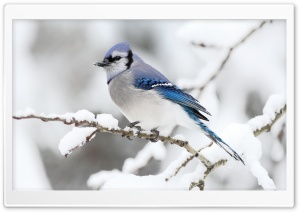 Beautiful Bird Winter Ultra HD Wallpaper for 4K UHD Widescreen desktop, tablet & smartphone