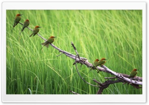 Beautiful Birds Ultra HD Wallpaper for 4K UHD Widescreen desktop, tablet & smartphone