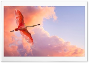 Beautiful Birds Flying Ultra HD Wallpaper for 4K UHD Widescreen desktop, tablet & smartphone