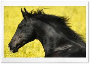 Beautiful Black Horse Ultra HD Wallpaper for 4K UHD Widescreen desktop, tablet & smartphone
