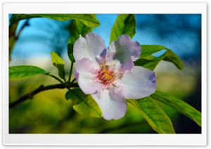 Beautiful Blossom Macro Ultra HD Wallpaper for 4K UHD Widescreen desktop, tablet & smartphone