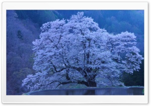 Beautiful Blossomed Tree Ultra HD Wallpaper for 4K UHD Widescreen desktop, tablet & smartphone
