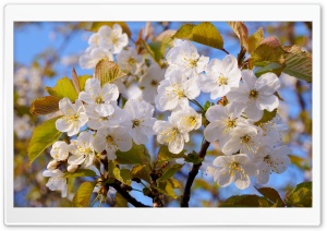 Beautiful Blossoms Ultra HD Wallpaper for 4K UHD Widescreen desktop, tablet & smartphone