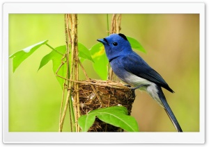 Beautiful Blue Bird Ultra HD Wallpaper for 4K UHD Widescreen desktop, tablet & smartphone