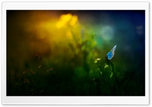 Beautiful Blue Butterfly Ultra HD Wallpaper for 4K UHD Widescreen desktop, tablet & smartphone