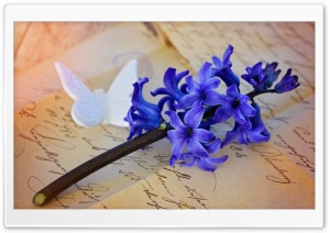 Beautiful Blue Hyacinth Ultra HD Wallpaper for 4K UHD Widescreen desktop, tablet & smartphone