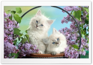 Beautiful Burmese Kittens Ultra HD Wallpaper for 4K UHD Widescreen desktop, tablet & smartphone