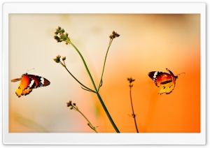 Beautiful Butterflies Ultra HD Wallpaper for 4K UHD Widescreen desktop, tablet & smartphone
