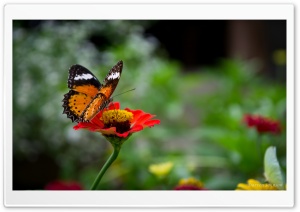 Beautiful Butterfly On Flower Ultra HD Wallpaper for 4K UHD Widescreen desktop, tablet & smartphone