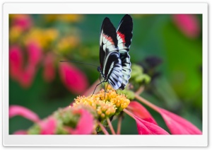 Beautiful Butterfly On Flower   Macro Ultra HD Wallpaper for 4K UHD Widescreen desktop, tablet & smartphone