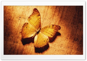 Beautiful Butterfly On Wood Ultra HD Wallpaper for 4K UHD Widescreen desktop, tablet & smartphone