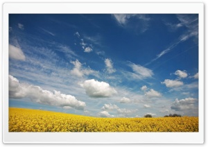 Beautiful Canola Field, Summer Ultra HD Wallpaper for 4K UHD Widescreen desktop, tablet & smartphone