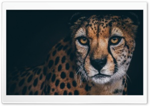 Beautiful Cheetah Animal Ultra HD Wallpaper for 4K UHD Widescreen desktop, tablet & smartphone