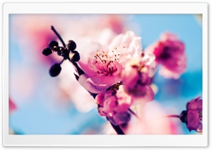 Beautiful Cherry Blossom Ultra HD Wallpaper for 4K UHD Widescreen desktop, tablet & smartphone