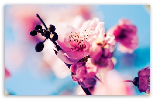 Beautiful Cherry Blossom UltraHD Wallpaper for Wide 16:10 5:3 Widescreen WHXGA WQXGA WUXGA WXGA WGA ; 8K UHD TV 16:9 Ultra High Definition 2160p 1440p 1080p 900p 720p ; UHD 16:9 2160p 1440p 1080p 900p 720p ; Standard 4:3 5:4 3:2 Fullscreen UXGA XGA SVGA QSXGA SXGA DVGA HVGA HQVGA ( Apple PowerBook G4 iPhone 4 3G 3GS iPod Touch ) ; Tablet 1:1 ; iPad 1/2/Mini ; Mobile 4:3 5:3 3:2 16:9 5:4 - UXGA XGA SVGA WGA DVGA HVGA HQVGA ( Apple PowerBook G4 iPhone 4 3G 3GS iPod Touch ) 2160p 1440p 1080p 900p 720p QSXGA SXGA ; Dual 16:10 5:3 16:9 4:3 5:4 WHXGA WQXGA WUXGA WXGA WGA 2160p 1440p 1080p 900p 720p UXGA XGA SVGA QSXGA SXGA ;